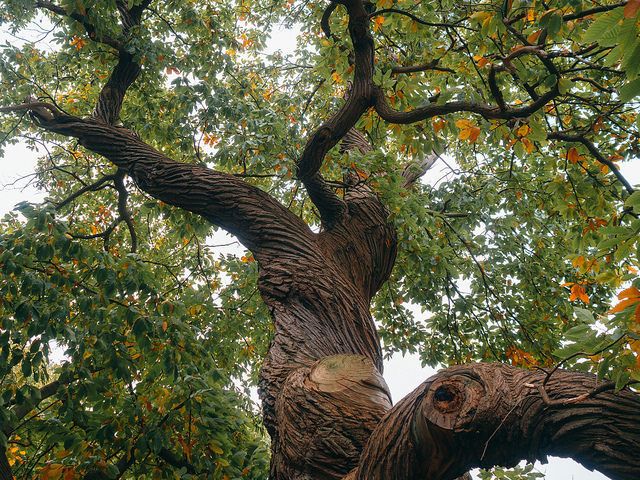 an old tree with very large branches and no leaves on the ground in front of some trees