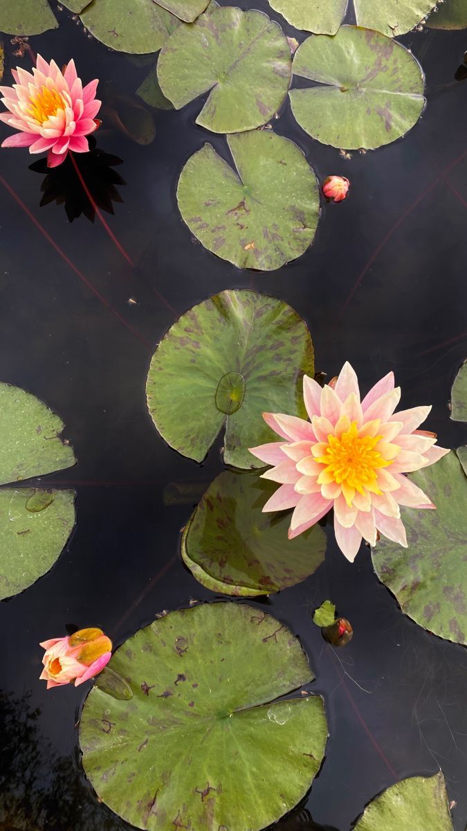 two pink water lilies floating on top of lily pads