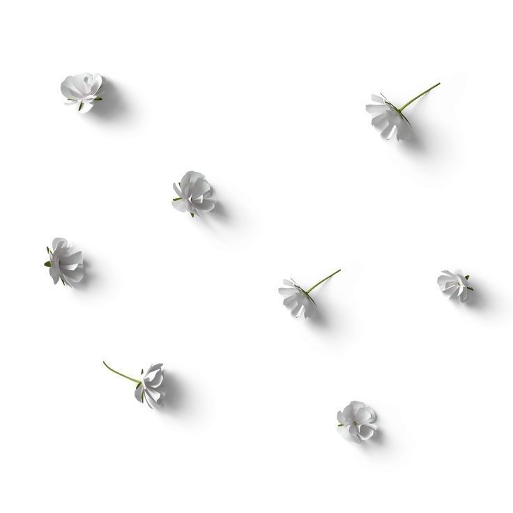 several white flowers on a white background