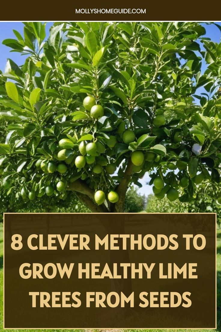 an apple tree with the title 8 clever method to grow healthy lime trees from seeds