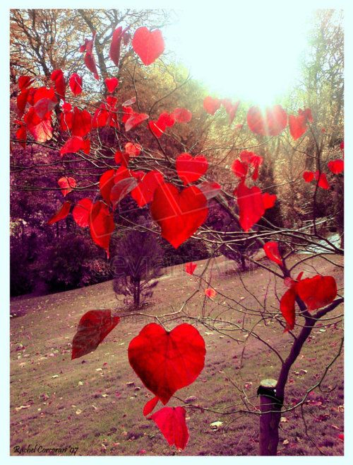 a tree with red hearts hanging from it's branches