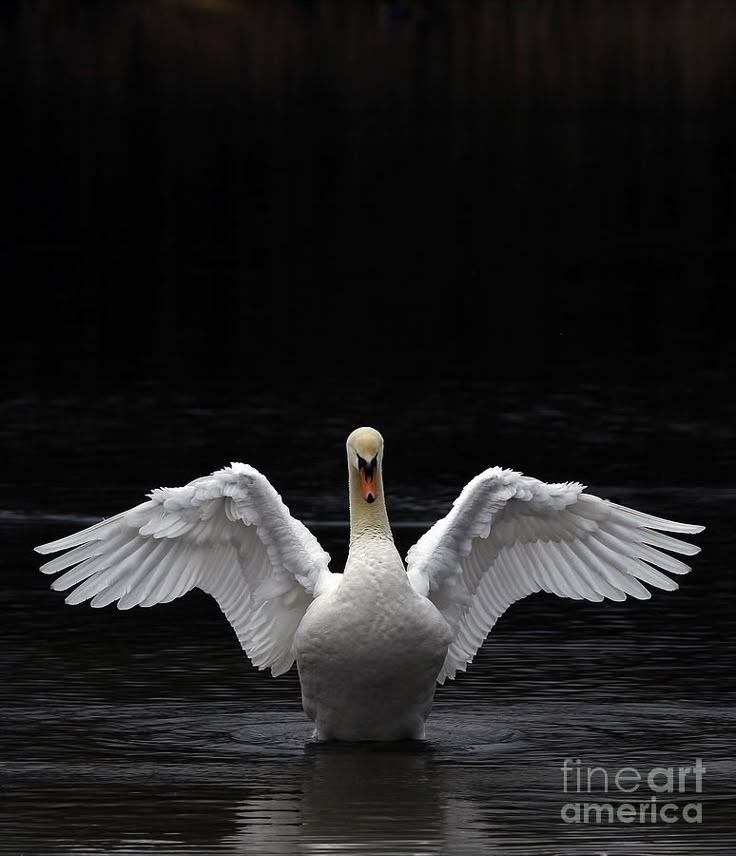 a white swan with its wings spread out on the water in front of dark background