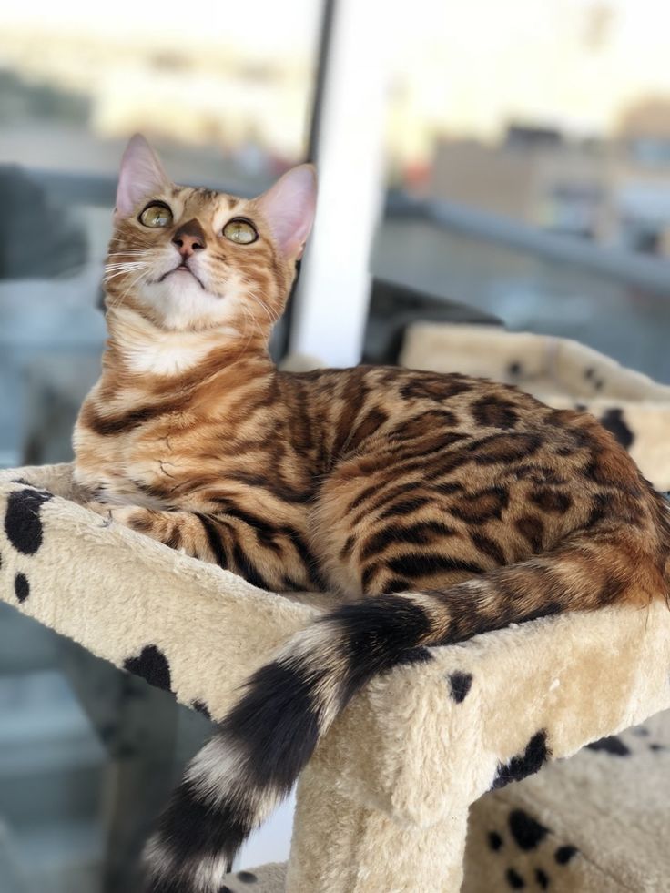 Bengal Cat Dubai