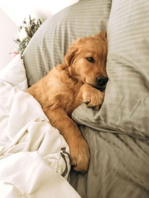 a brown dog laying on top of a bed next to pillows and blankets with his paw resting on the pillow