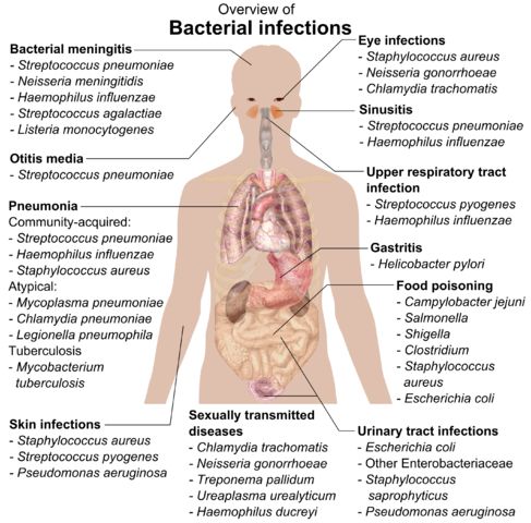 an image of the human body with labels on it, including the location of the stomach and