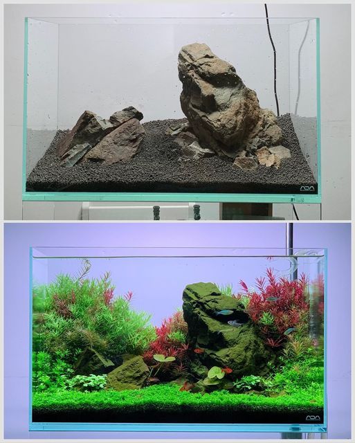 two pictures of an aquarium with rocks and plants