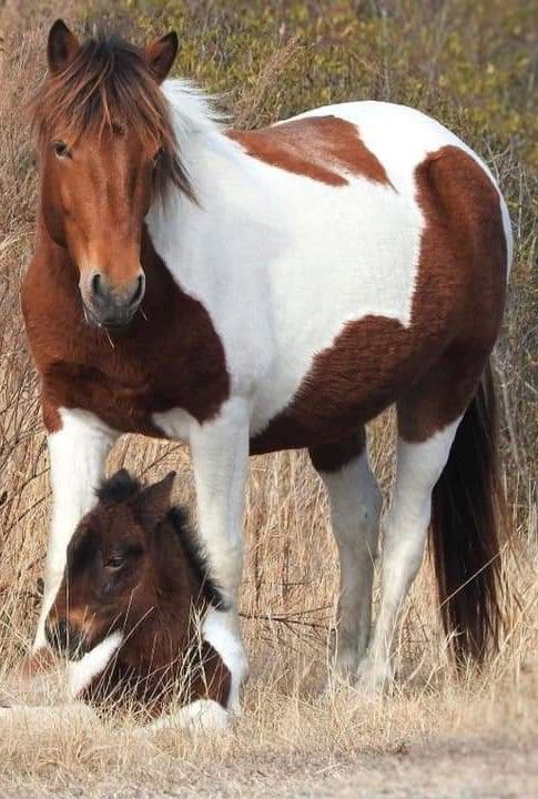 a brown and white horse standing next to a foal in a field with dry grass