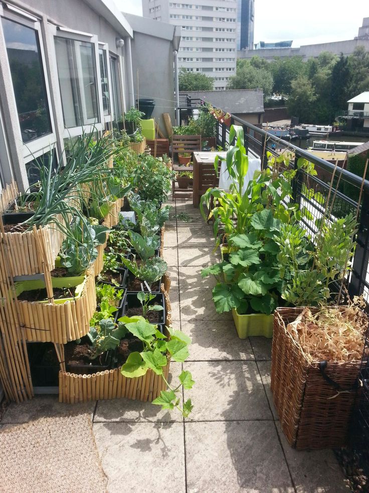 several plants are growing on the roof of a building