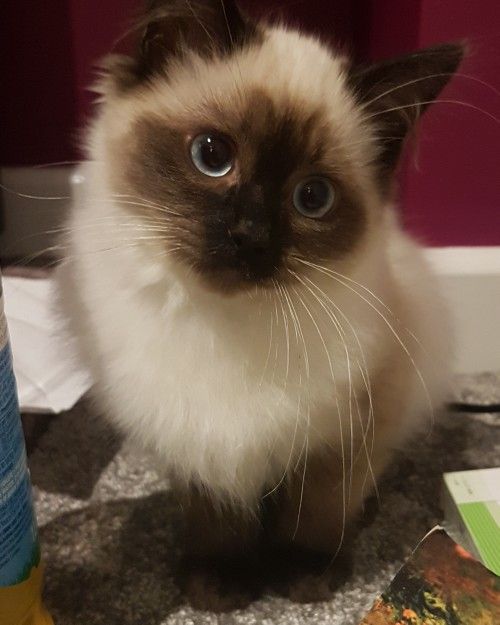 a cat that is sitting on the floor