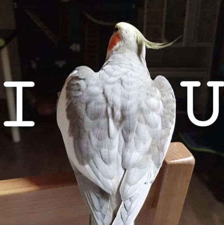 a white bird sitting on top of a wooden chair next to the word iu