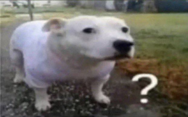 a white dog standing on top of a grass covered field