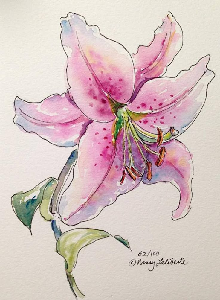 a watercolor drawing of a pink lily