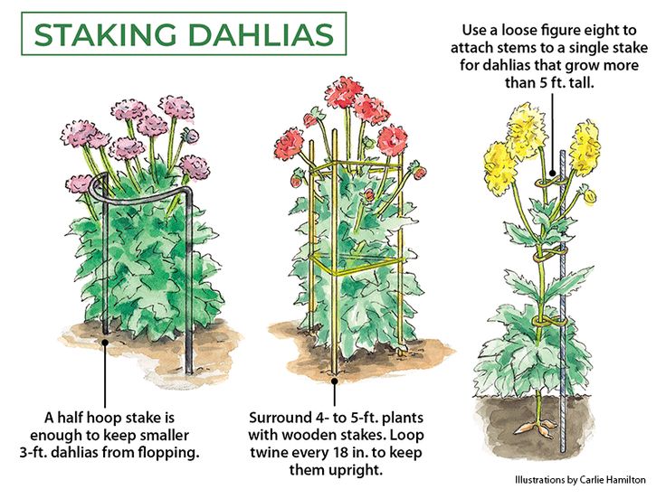 three different stages of growing dahlias in the garden, with instructions on how to grow them