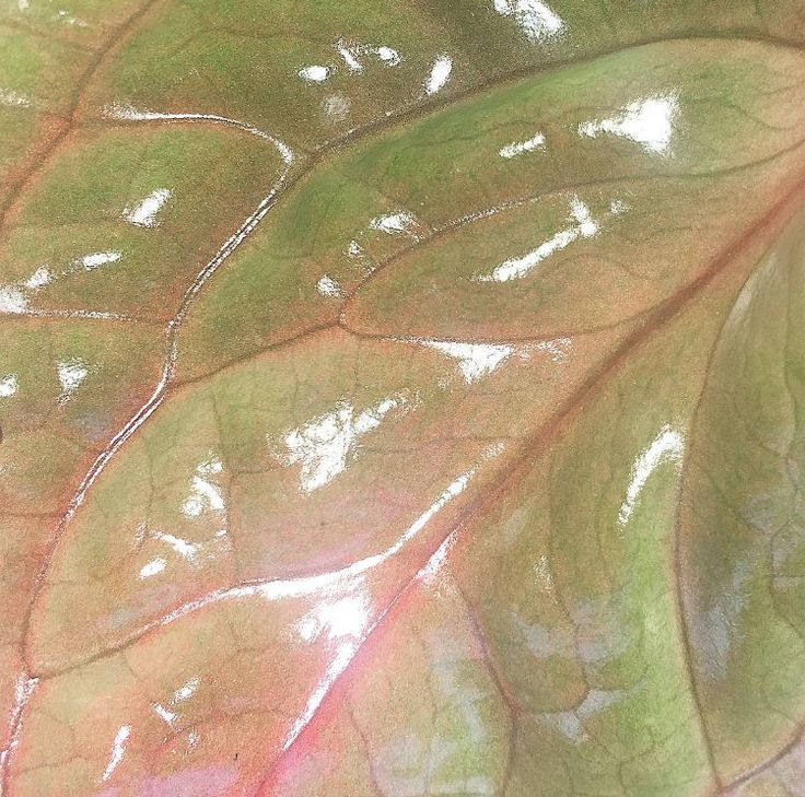 a close up view of a green leaf with white and red streaks on it's surface