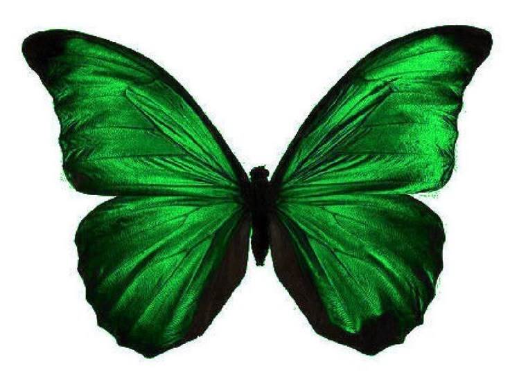 a green butterfly flying through the air