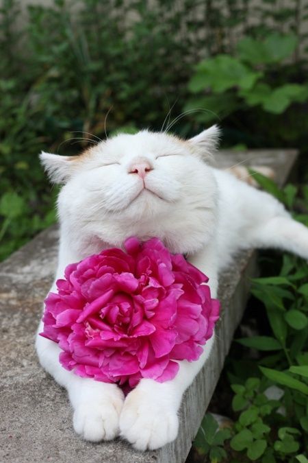 a white cat laying on top of a stone bench with a pink flower in its mouth