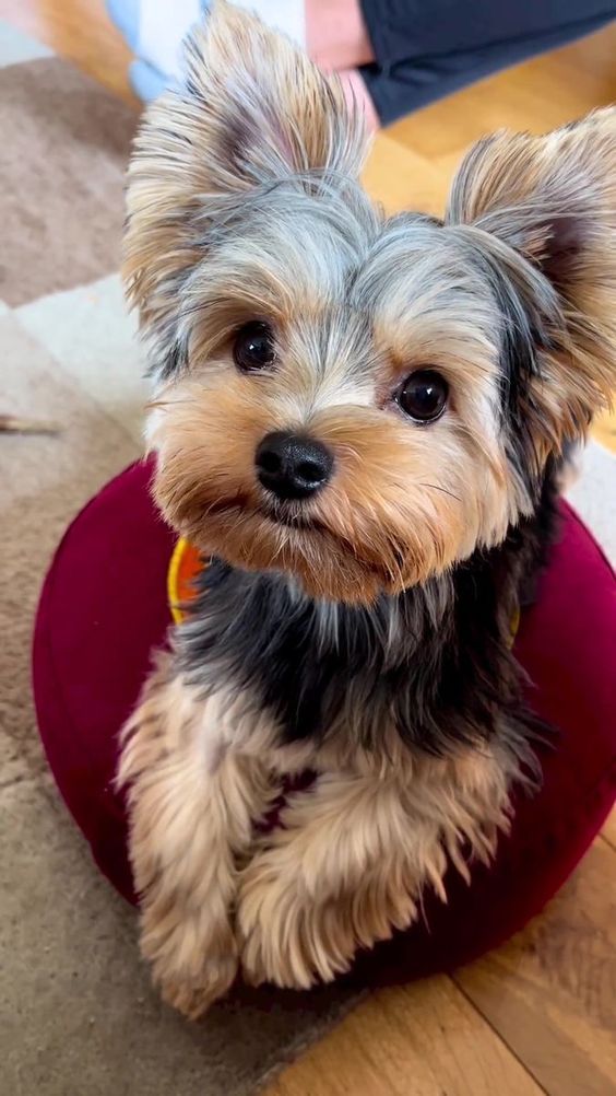 a small dog sitting on top of a red hat