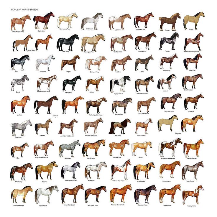 Printable Horse Breed Chart