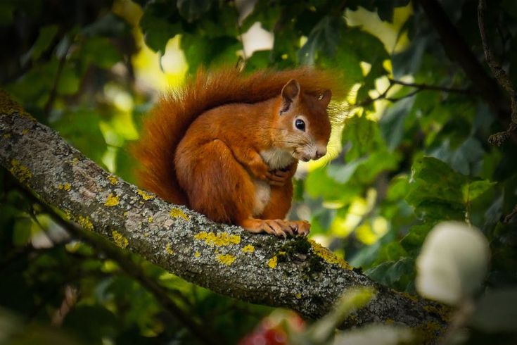 a red squirrel sitting on top of a tree branch