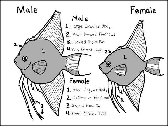 the female and male fish are labeled in this diagram, which shows how to draw them