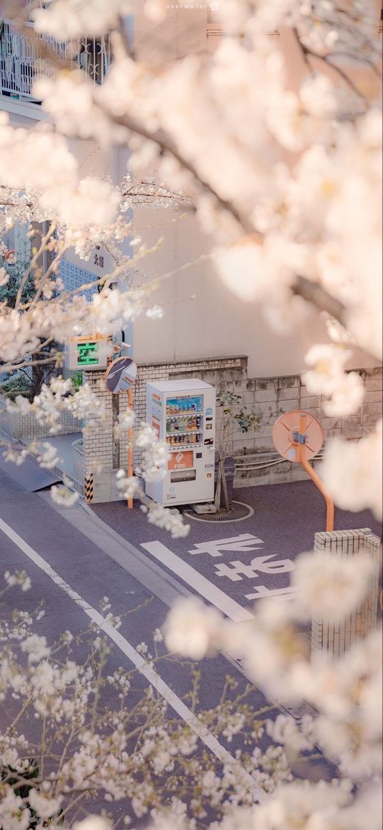 an empty street with white flowers on the trees and buildings in the backgroud