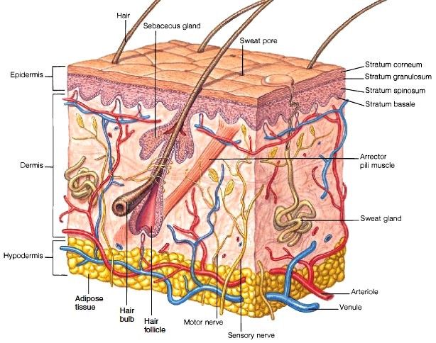 the structure of an animal's skin is shown in this diagram, with all its parts