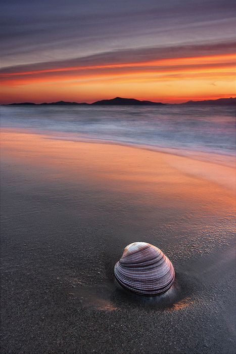 a seashell sitting on the beach at sunset