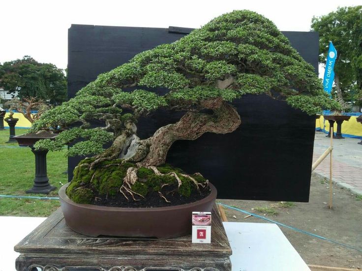 a bonsai tree is on display in a park