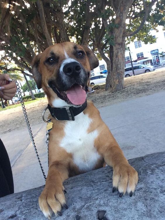 a brown and white dog laying on top of a cement slab next to trees with its tongue hanging out