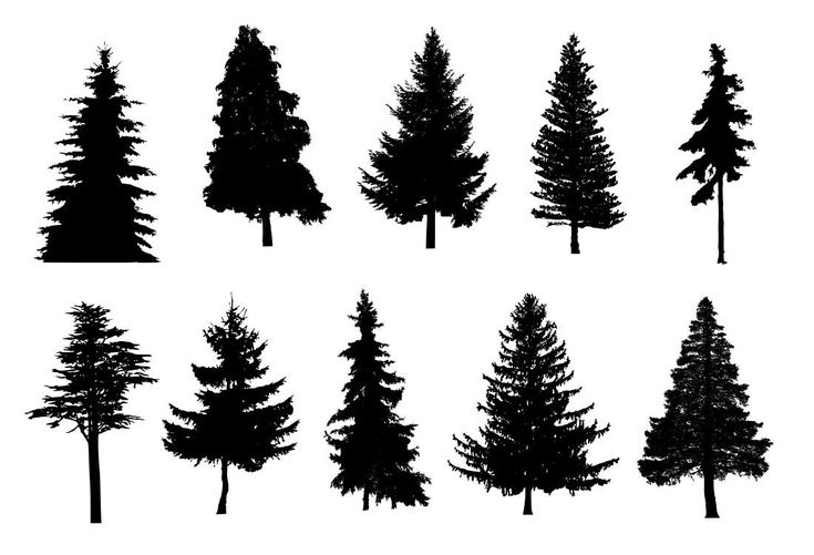 Download 10 Pine Tree Silhouette (PNG Transparent) | OnlyGFX.com | Pine tree silhouette, Tree silhouette ...