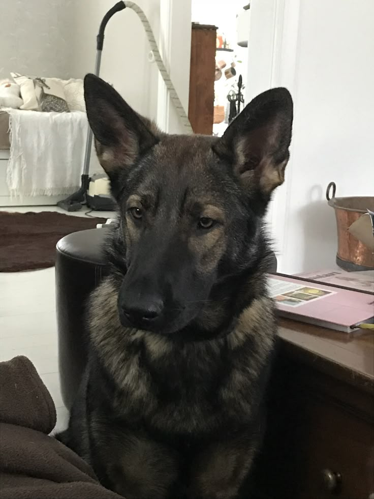 a dog sitting on top of a chair next to a desk