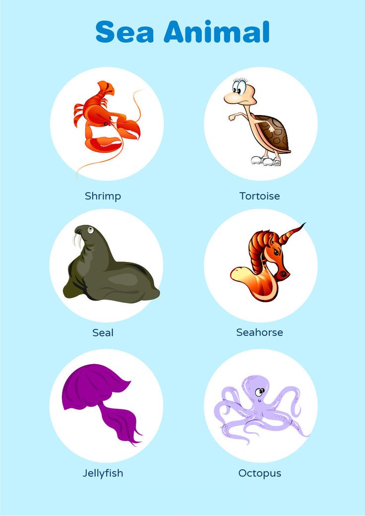 sea animals with names in english and spanish