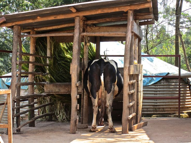 a black and white cow standing in front of a wooden structure