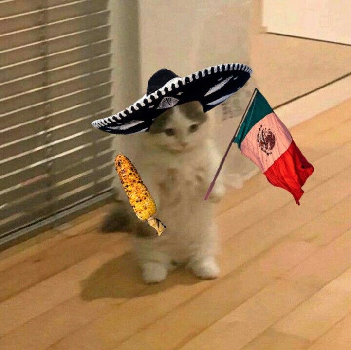 a white cat wearing a sombrero and holding a small mexican flag in it's paws