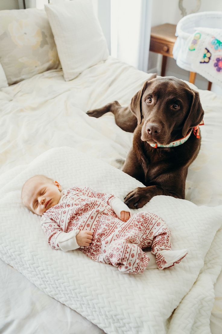 a brown dog laying on top of a bed next to a baby