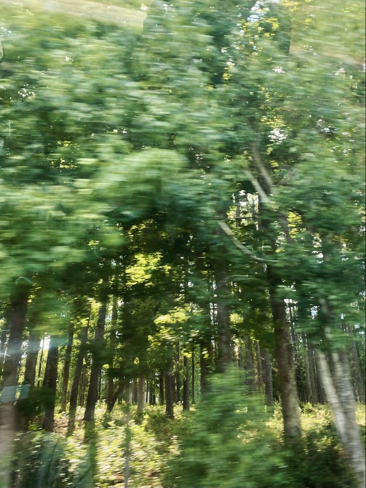 trees are seen through the window of a moving vehicle