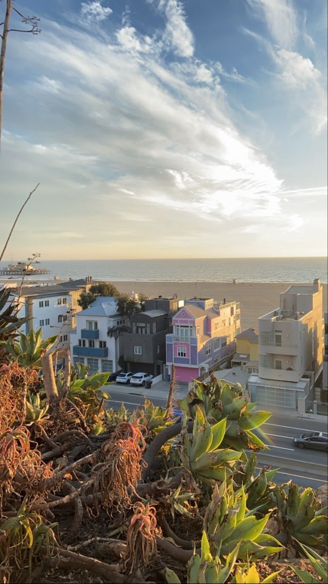 a view of the ocean and buildings from atop a hill with succulents growing on it