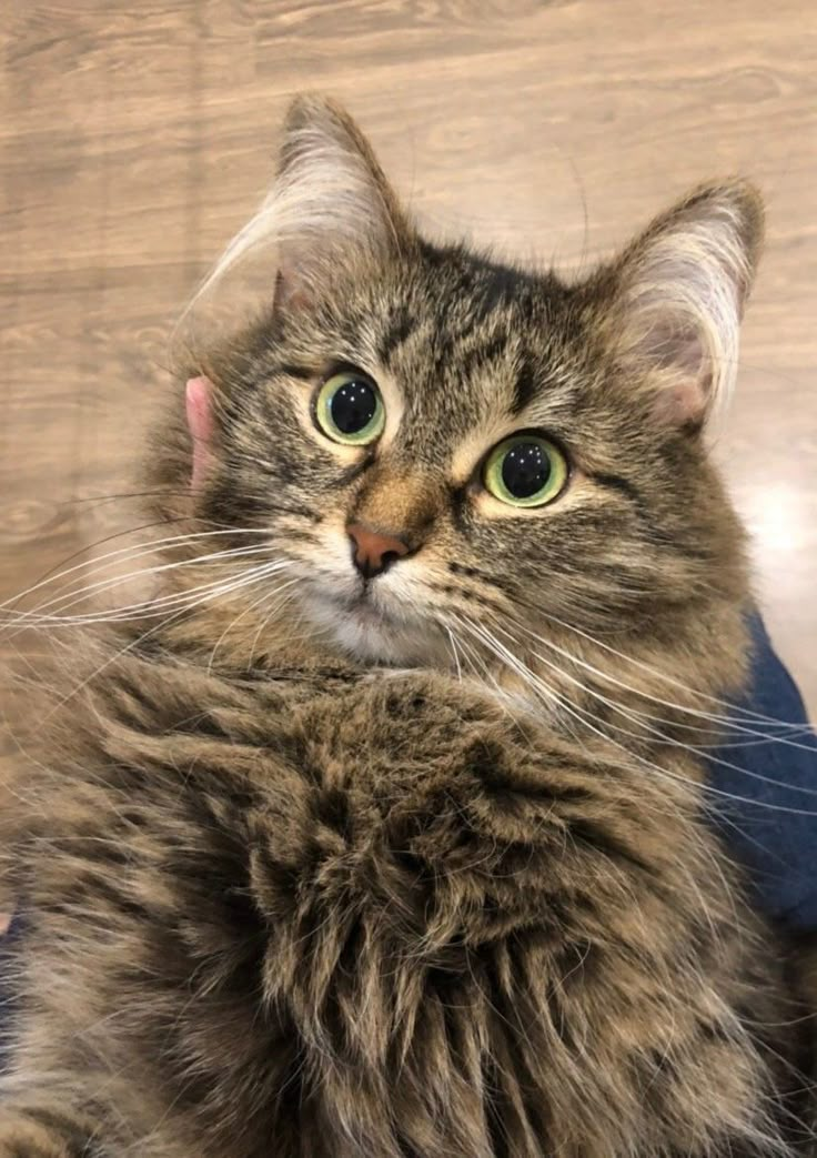 a cat sitting on top of a person's lap next to a wooden floor