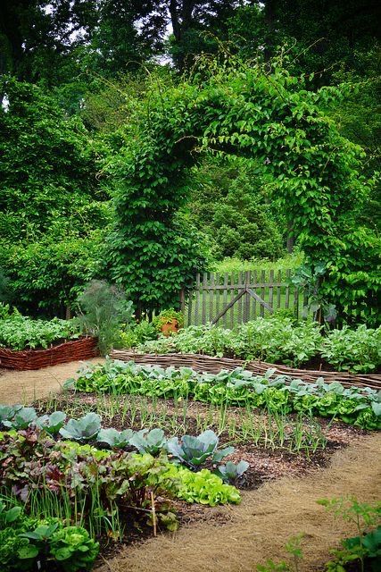 a garden filled with lots of green plants next to a wooden fence in the middle of a forest