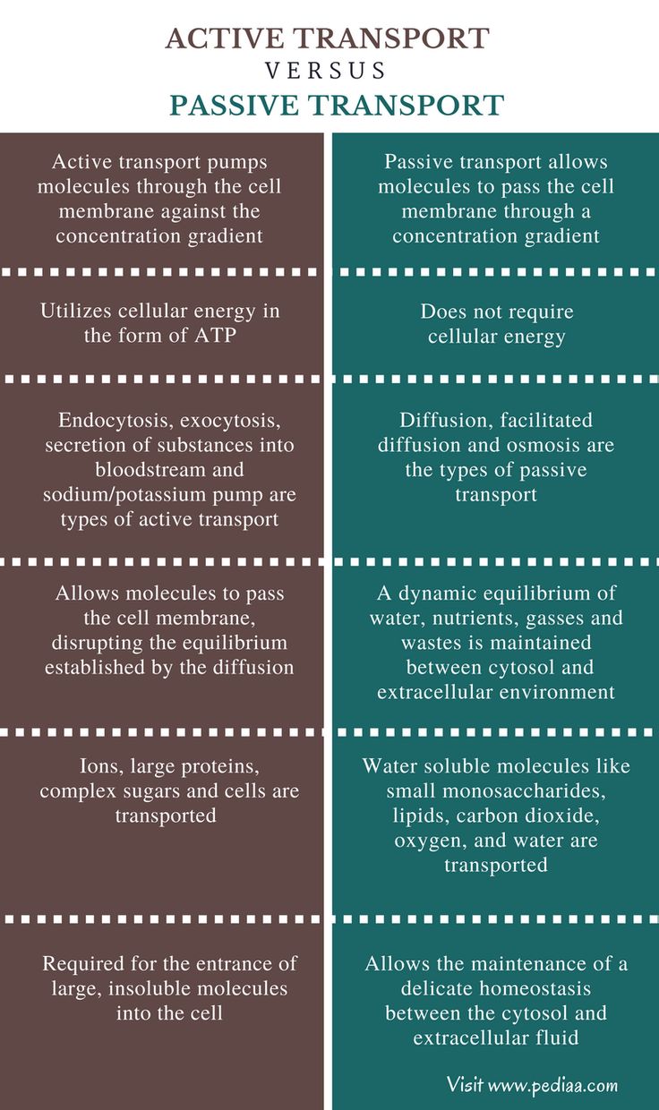 two different types of passive transport and active transport info sheet with the text active transport versus passive transport