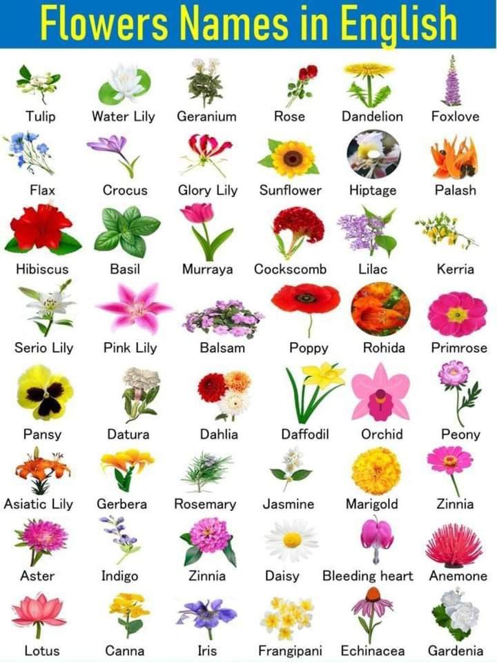 flowers names in english with pictures on the front and back side, including different types of flowers