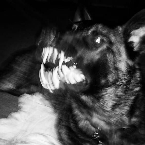 a black and white photo of a dog with its mouth open, showing the teeth