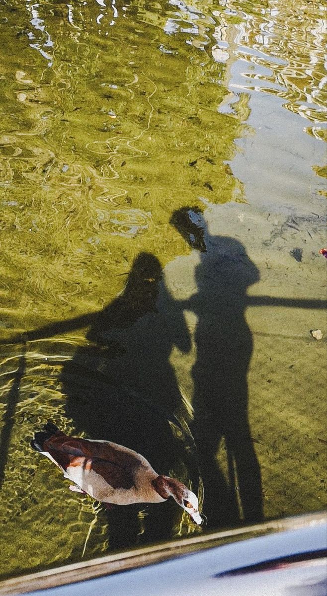 a person standing next to a body of water with a duck in the foreground