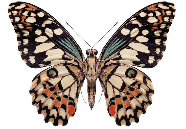 an orange and black butterfly on a white background