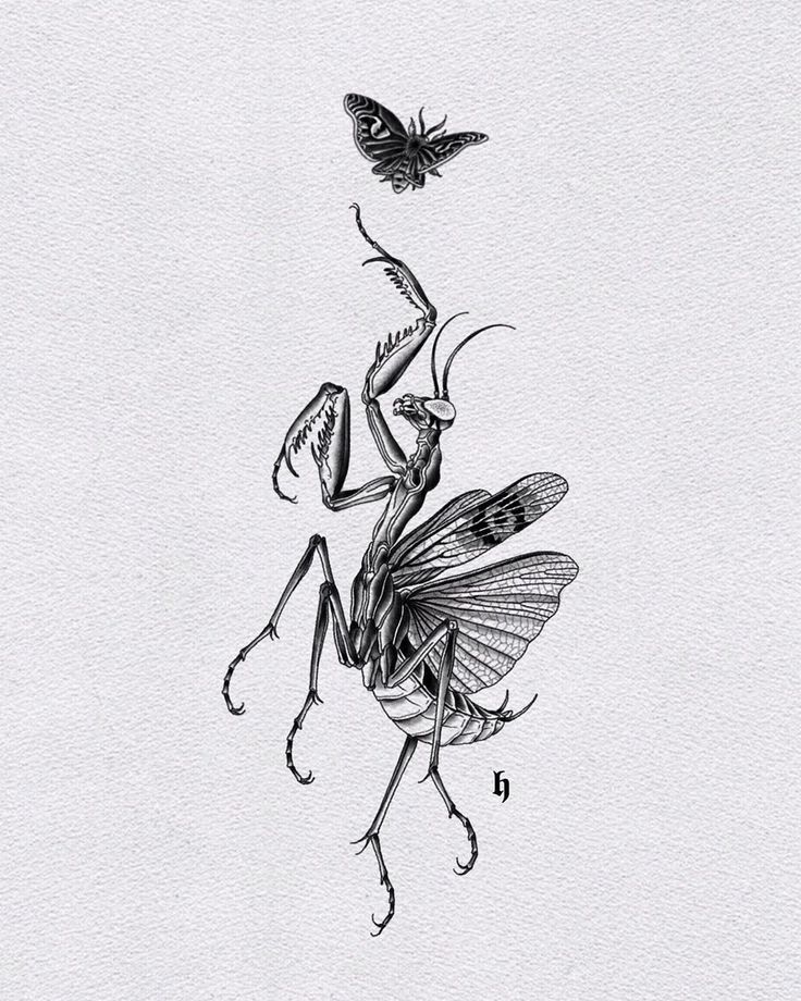 a drawing of a praying bug with a butterfly on it's back