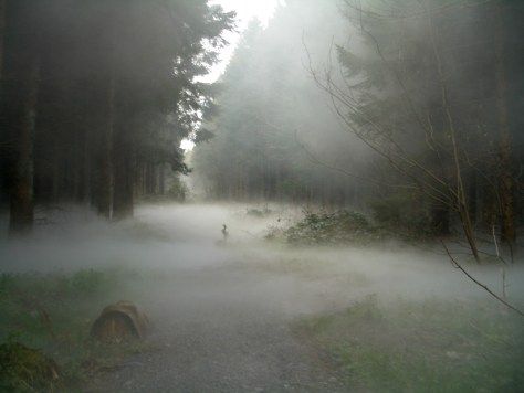 a foggy path in the woods with trees on both sides and a person walking down it