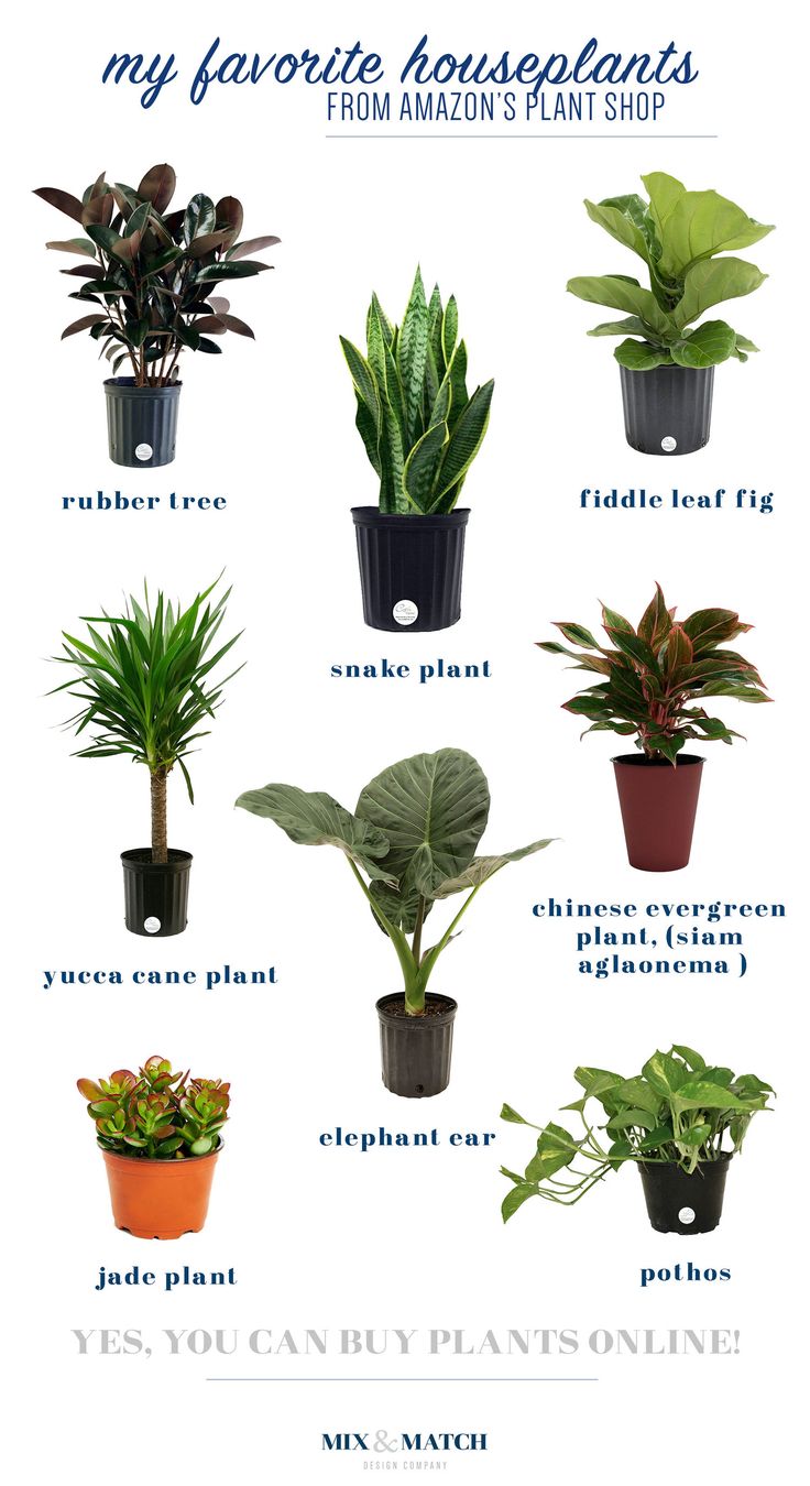 the houseplants are labeled in different colors and sizes