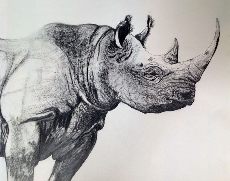 a black and white drawing of a rhinoceros with its head turned to the side