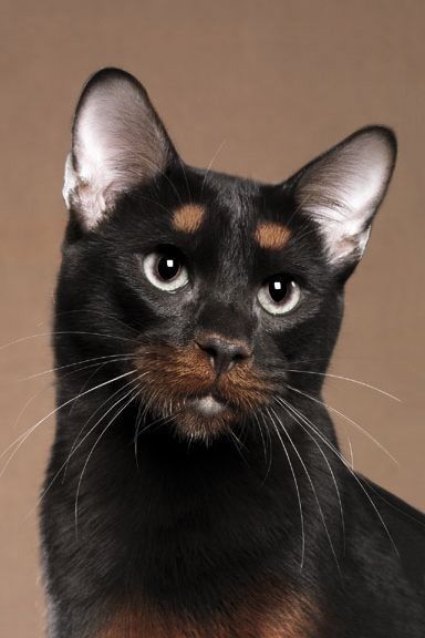 a black and brown cat looking at the camera with an intense look on its face