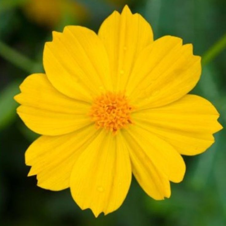 a yellow flower with green leaves in the background